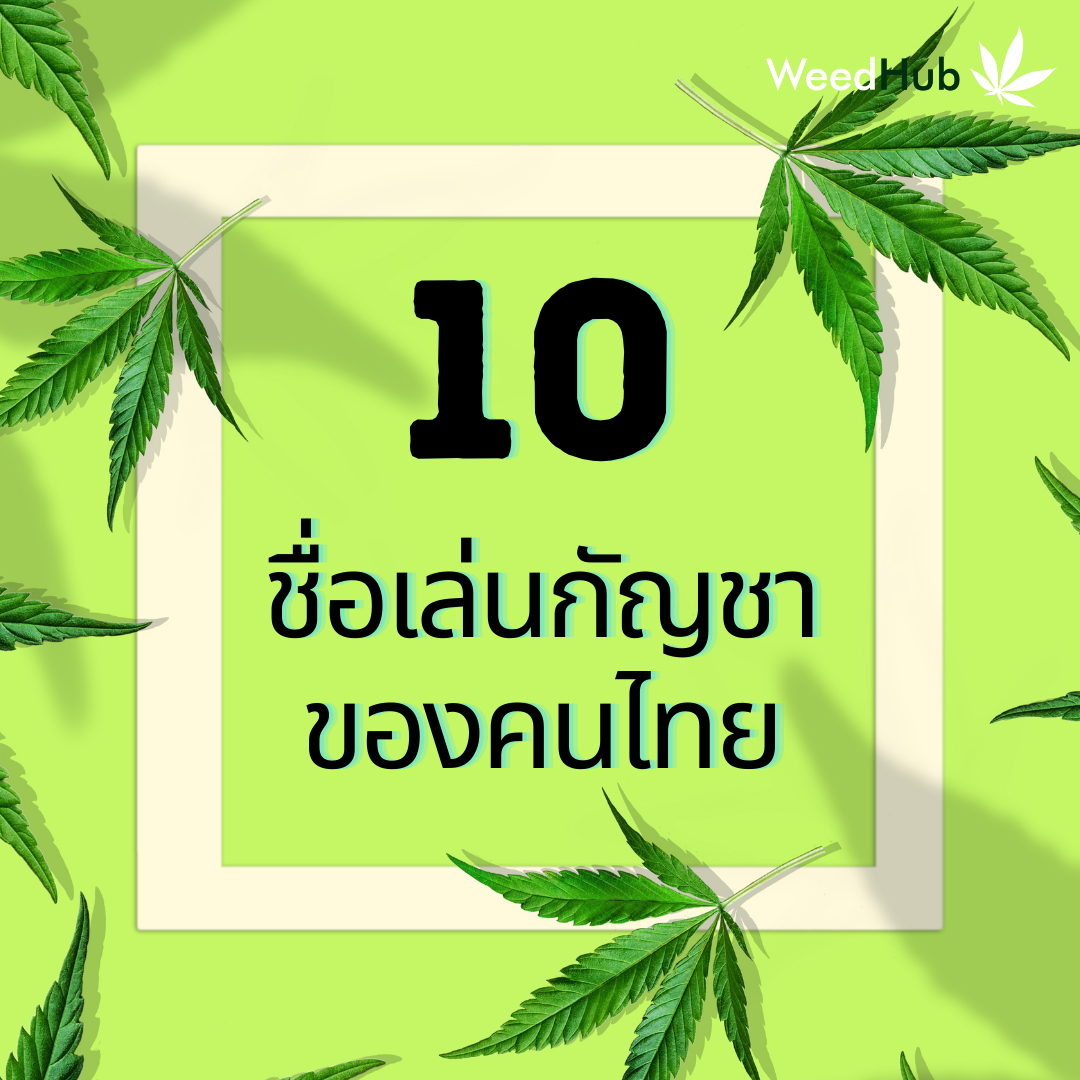 10 ชื่อเล่นกัญชาของคนไทย ปก
