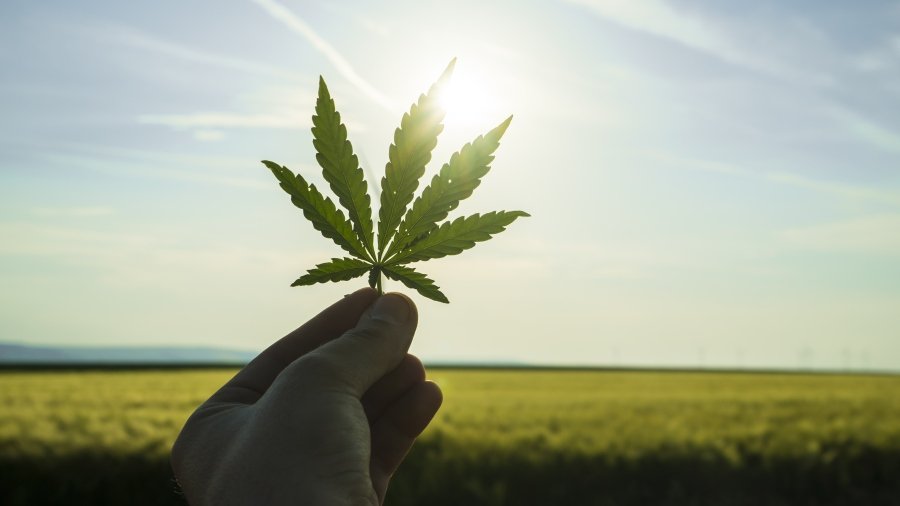 Cannabis leaf in a hand.