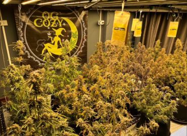 OG Cozy Marijuana Shop and Growing Supplies