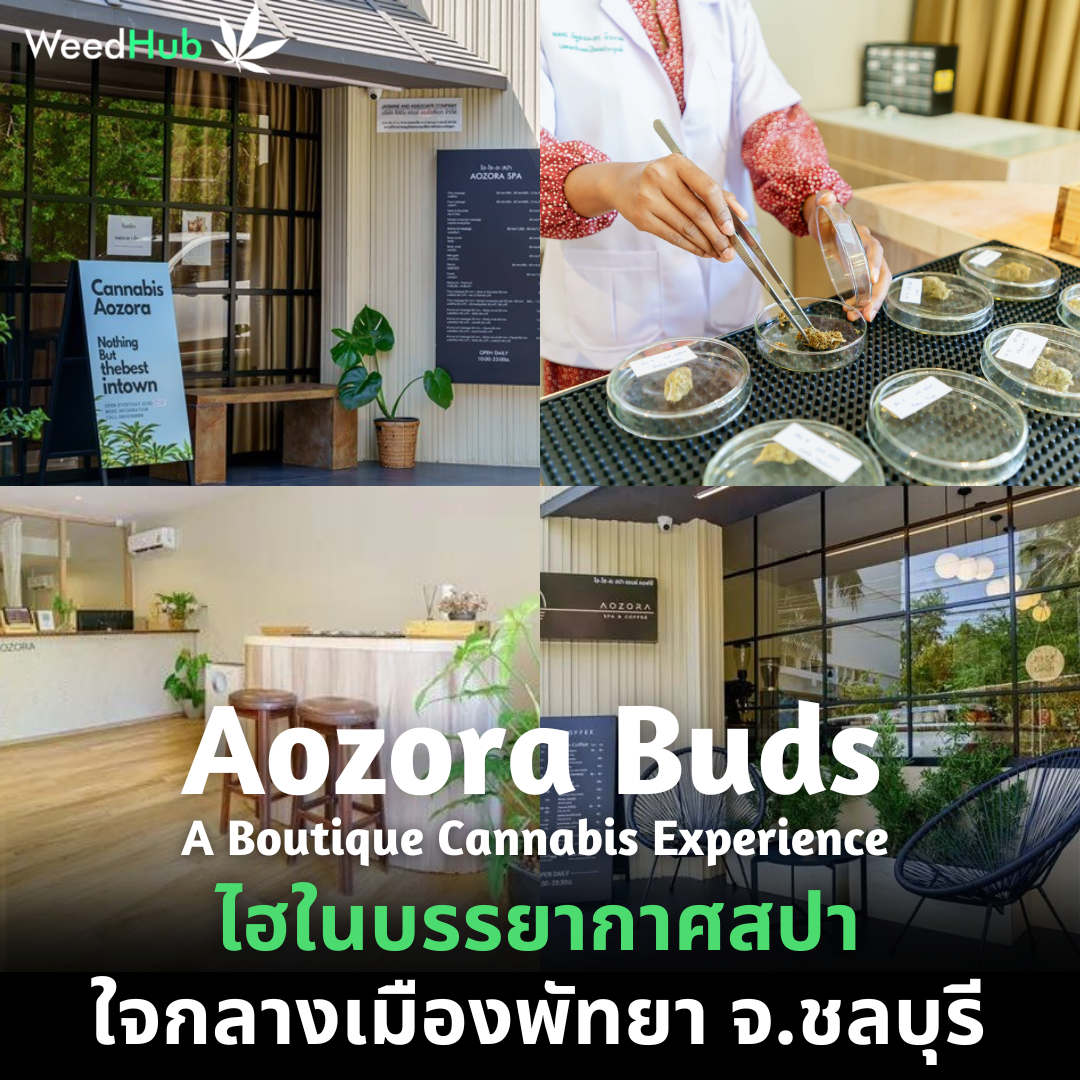 Aozora Buds A Boutique Cannabis Experience